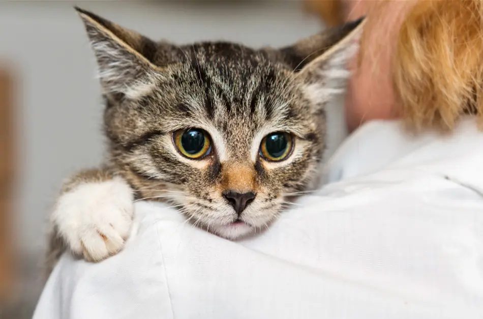 Vacina para gato: conheça os protocolos para cada fase de vida