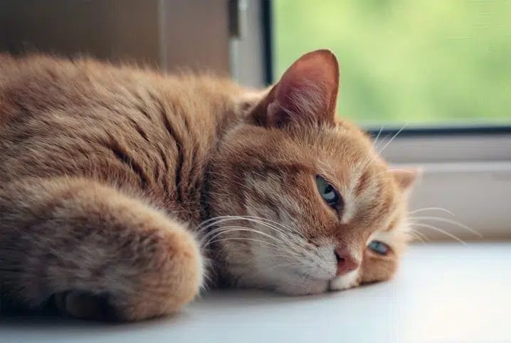 O que pode ser gato vomitando ração? Acompanhe!