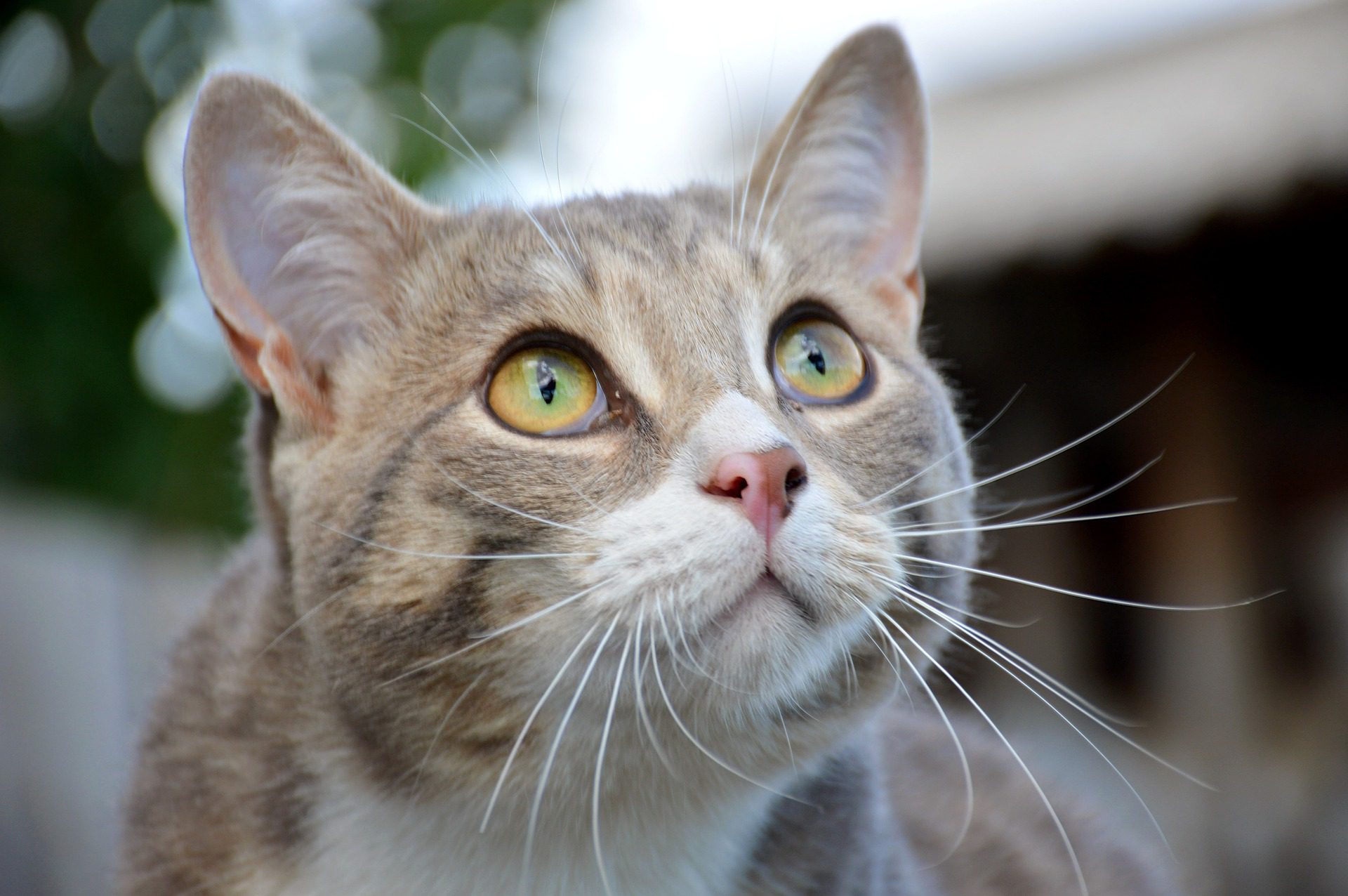 Adestramento de gatos: 5 dicas infalíveis