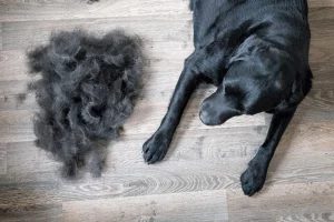 Cachorro soltando muito pelo: o que fazer?