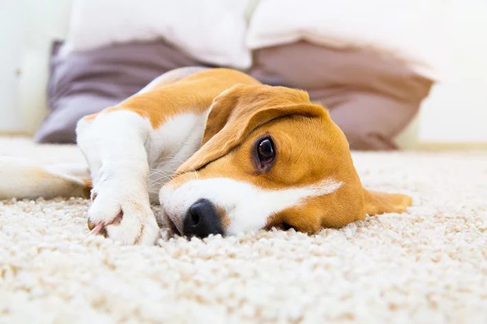 Cachorro vomitando espuma branca: o que fazer?