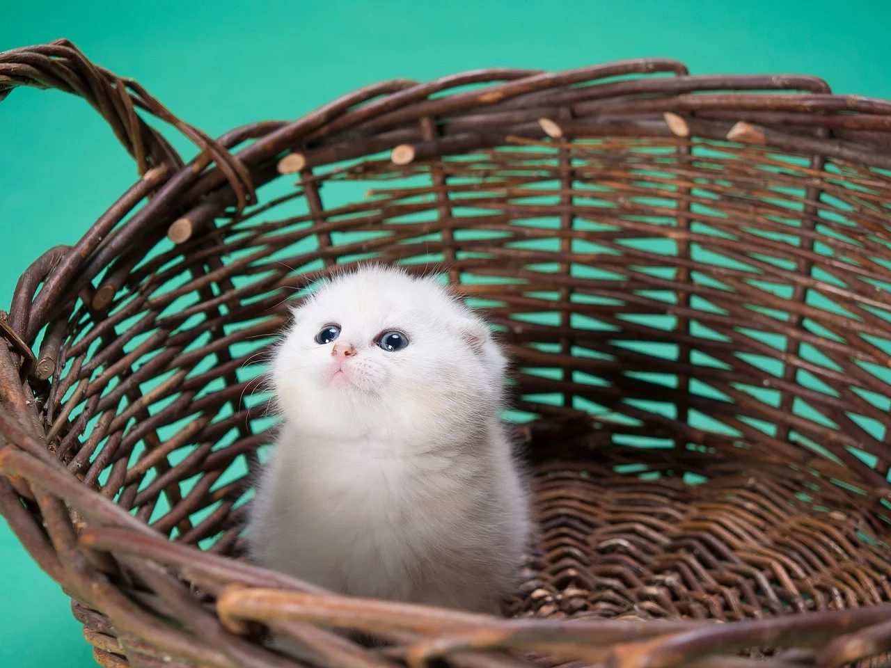 Como cuidar de gato recém-nascido: guia completo
