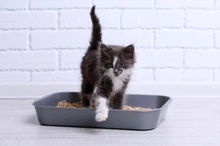 Como eliminar cheiro de urina de gato da caixa de areia?