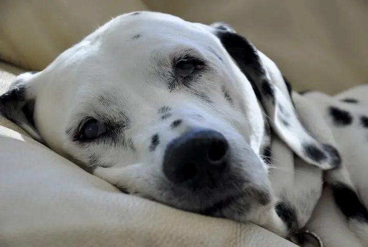 Conheça algumas causas de cachorro cansado
