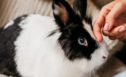 Doenças de coelho: conheça as mais comuns