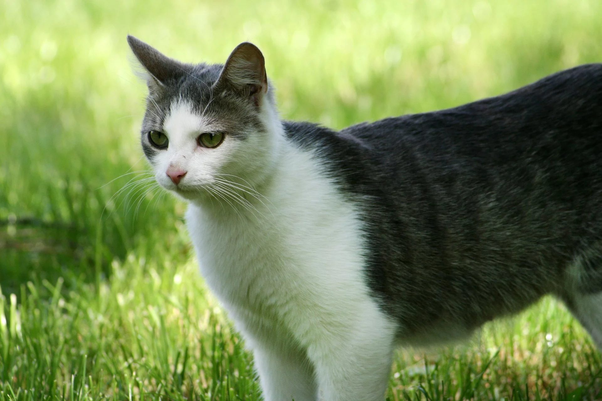 Gato vira-lata: saiba tudo sobre o pet