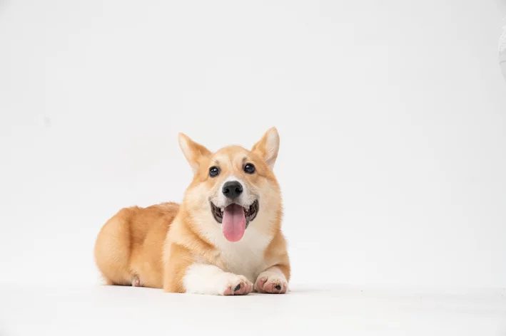Nome de cachorro de rico: ideias criativas para o pet