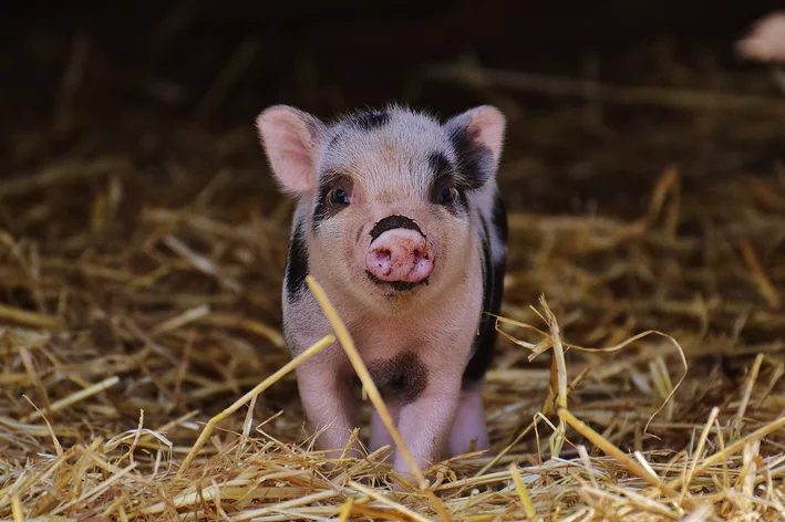Porco doméstico: saiba tudo sobre esse pet