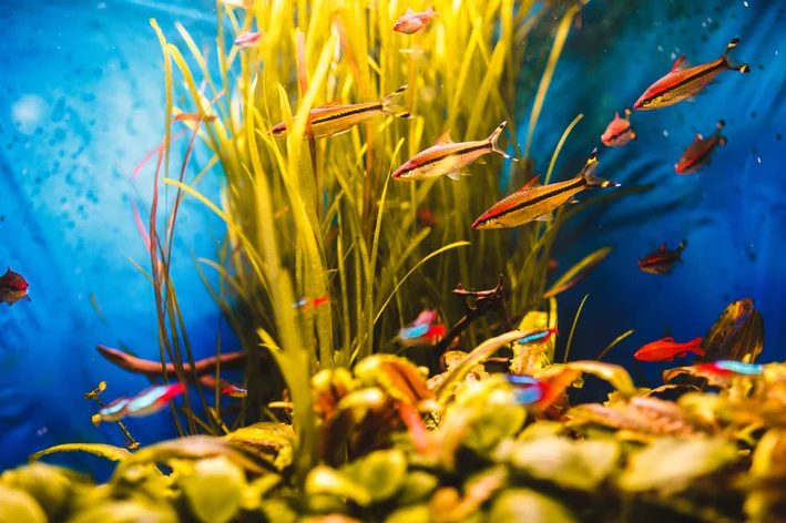 Conheça os melhores peixes para aquário pequeno