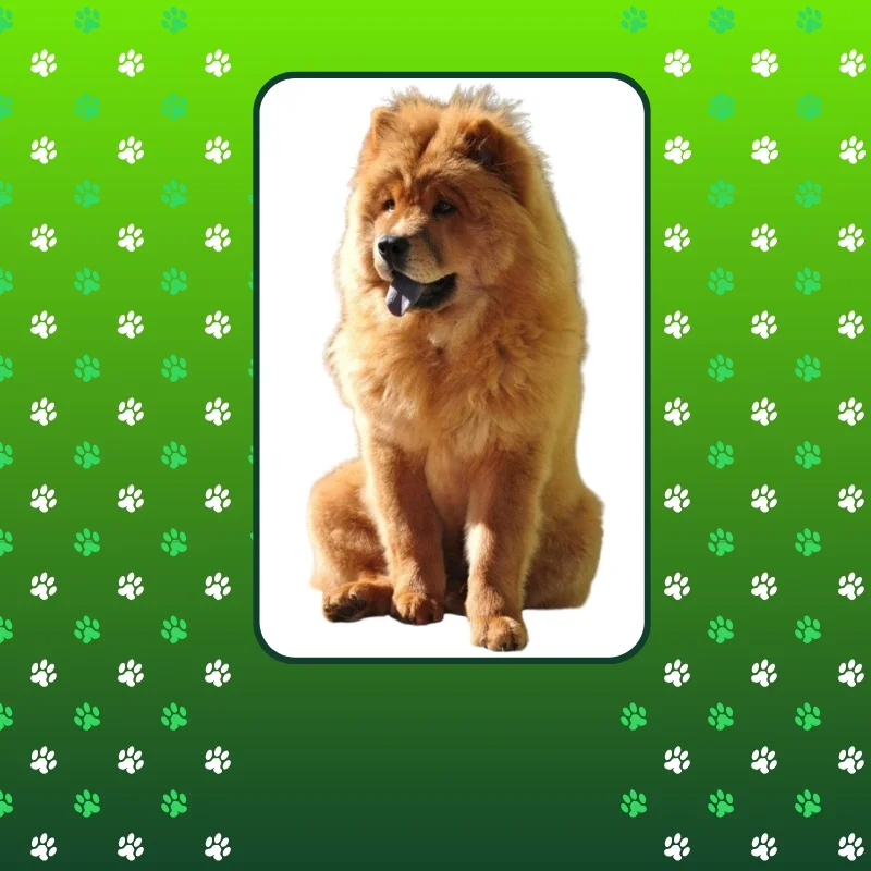 Especiais Chow-Chow