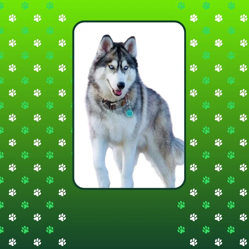Especiais Husky Siberiano